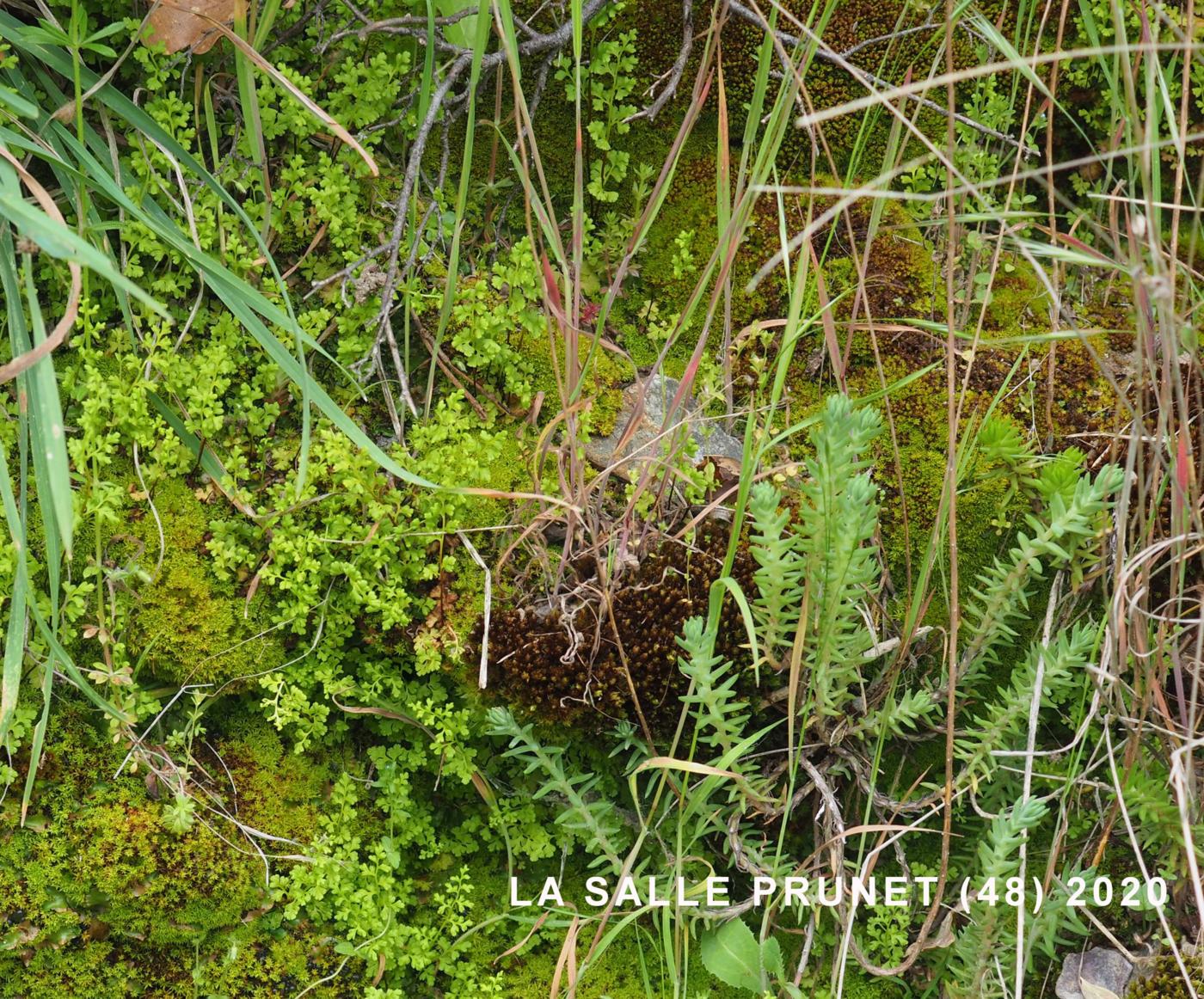 Jersey Fern plant